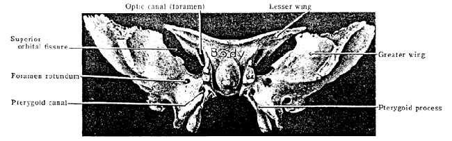 Sphenoid - Knochen eines Kindes